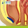 Modelo Pélvico de Escritorio Femenino Modelo Anatómico del Sistema Reproductivo Femenino Trompa Uterina Vejiga Vagina Recto Modelo