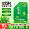 Árbol del Dinero Solución Nutritiva Plantas Verdes Árbol del Dinero Flor Crecimiento Solución Nutritiva Dropshipping Jardinería Flores Plantas Verdes Solución Nutritiva