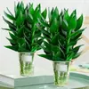 Planta hidropónica de bambú Guan Yin con raíces, planta verde decorativa, bambú de la suerte, planta verde, planta de interior en maceta, bambú de la fortuna con jarrón, fácil de cuidar