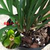 Orquídea de Primavera Reunión Feliz Pétalos de Loto Fragantes Plántulas de Orquídea Enana Oficina Balcón Dormitorio Planta Verde Plantas en Maceta