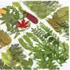 Planta Folha Verde Espécime Folhas Flores Secas Jardim de Infância Material Artesanal Adesivo Folhas Reais DIY Cola de Gota Moldura de Foto Embossado
