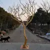 Ramas de árbol secas para paisajismo, árboles de los deseos, árboles muertos, decoraciones de patios interiores, ramas de árbol, troncos y árboles decorativos.