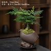 Samambaia Aspargo Plantas em Vasos Plantas Verdes de Interior para Escritório Plantas em Vasos com Flores Bonsai Perene Plantas Pequenas em Vasos para Todas as Estações