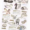 Tipetoys Estilo Chino Guka Serie Enciclopedia China Edición Cisne Paquete de Pegatinas Estampado en Caliente Enciclopedia de Animales Cisne