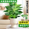 Planta en Maceta Platino Diamante Verde Princesa Pothos de Hoja Grande Flor Planta Hidropónica de Interior Suculenta Oficina Fácil de Mantener y Absorber Formaldehído