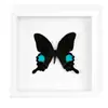 Especimen de Mariposa Real Pintura Decorativa de Madera Decoración del Hogar DIY Marco de Fotos Retro Soporte de Exhibición Regalo de Cumpleaños Pintura Sencilla