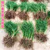 Plántulas de Ophiopogon japonicus enano japonés Plántulas de hierba Yulong Resistente al frío invernal del norte Vegetación para ajardinamiento de patios Césped Hierba para escalones