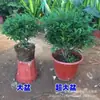 Repelente de Mosquitos Tipo Fragancia Planta Madera de Pimienta Maceta Oficina Escritorio Planta Verde con Fragancia Repelente de Insectos Fragancia Floral