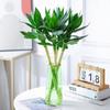 Una pieza de Bambú Changle Cuatro Plantas Verdes Hidropónicas Plantas de Flor Flor de Interior Bambú Rico Cultivo en Agua Arranque Bambú de la Suerte