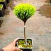 Pino fragante pequeño de escritorio en maceta perenne pino de oficina en maceta decoración navideña ornamental fácil de cultivar plantas verdes plántulas