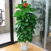 Rabanete Verde Grande Coluna Atacado Abertura Plantado em Vaso Plantas Verdes Grandes de Interior Plantas de Sala de Estar Escritório Decoração de Chão Plantas Verdes