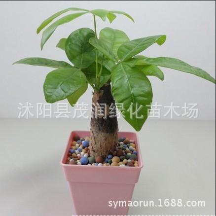 发财树01