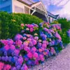 Semillas de Hortensia, Semillas de Flor Endless Summer, Plantas Perennes Resistentes al Frío y al Calor para Macetas de Patio y Balcón para Sembrar en Todas las Estaciones