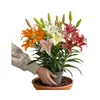 Perfume Importado Lírio Rosa Lírio Planta em Vaso Que Floresce em Todas as Estações e É Fácil de Viver em Ambientes Internos com Botões e Planta Resistente ao Frio Flores