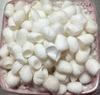 Concha de Capullo de Morera con Pupa para Belleza Natural para Lavado Facial Dedales, Consumo de Té, Extracción de Seda, Concha de Capullo Medicinal para Remojar en Agua y Beber con Concha de Seda