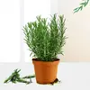 Mudas de Alecrim em Vaso Plantas Comestíveis Repelentes de Mosquitos Mudas de Hortelã-Baunilha Florais e Plantas Verdes Hidropônicas Bife Frito para Interior