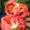Adequado para Mudas de Tomate, Mudas de Tomate, Mudas de Tomate Cereja, Mudas de Pimentão, Mudas de Legumes, Mudas de Berinjela Roxa, Plantas em Vasos, Metabo