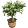 Plántulas de madreselva, plantas trepadoras, plantas de cuatro estaciones, flores trepadoras, plantas ornamentales para jardines, plantas de hoja perenne, adecuadas para balcones y macetas, plantas con flores