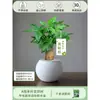Árbol del Dinero Maceta Flores, Sala de Estar, Casa Próspera, Plantas Verdes, Fácil de Cultivar en Todas las Estaciones, Árbol del Dinero, Plantas Hidropónicas de Escritorio para Oficina