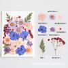 Fábrica de Origem Rhapsody [Kit de Material para Relevo] Aula de Artesanato DIY Kit de Material de Flores Prensadas Espécimes de Plantas Flores Secas