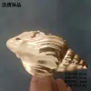 Estilo Vintage, Alta Qualidade, Mercadoria Original para Exportação, Design de Arte Geométrica Espiral de Concha Banhada a Ouro Grampo de Cabelo e Presilha de Cabelo