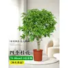 Mudas de Osmanthus, Árvores Grandes, Plantio de Pátio, Osmanthus Dourado, Plantas de Vaso Osmanthus de Quatro Estações, Plantas Grandes Raras, Plantas Florais e Verdes, Fácil de Cuidar