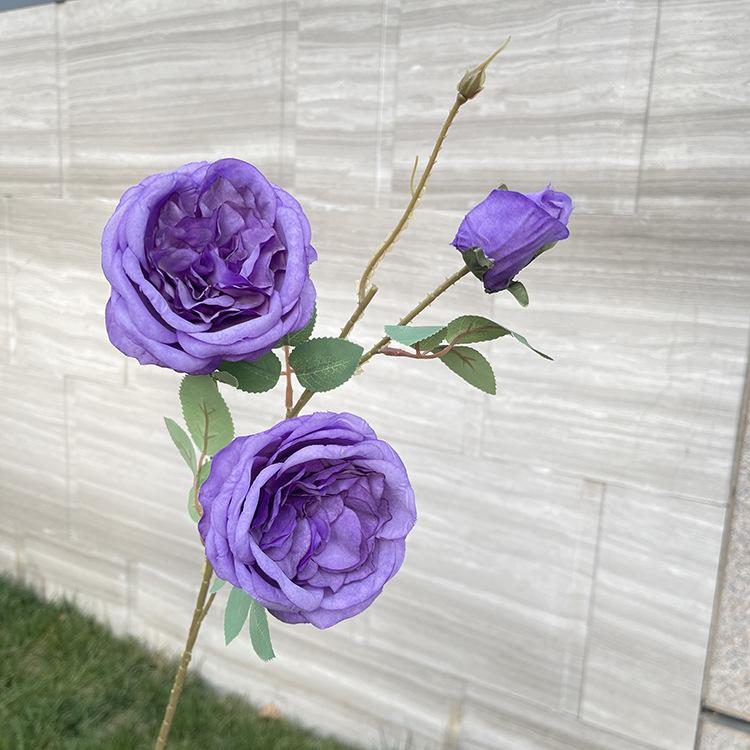 3头奥斯丁玫瑰-exxdx-丁香紫.JPG