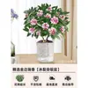 Um pedaço de planta em vaso Daphne odora com bordas douradas, com fragrância forte e botões, flores de interior, pilha velha, adequada para manutenção de outono e inverno