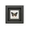 Borboleta Verde - Espécimes de Borboletas, Borboletas Reais, Várias Espécies de Borboletas de Asas Abertas, Borboletas Originais para Ensino, Presente para Amigos, Presente de Aniversário com Toque de Luxo