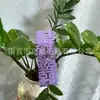Personagem Mini Longo de Tira Caracteres de Mão Pequeno Caractere Casamento Pequeno Caractere Ornamento Pendurado de Feltro Planta em Vaso Decoração de Sala de Casamento