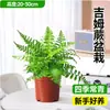 Planta en maceta helecho Jim helecho tolerante a la sombra perezosa planta verde de interior para oficina al lado del mueble de TV fácil de cultivar cuatro estaciones