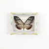 Mariposa Ojo de Esmeralda Azul Mariposa Real Imán para Refrigerador Espécimen Marco de Fotos Terminado Regalo de Gama Alta Pintura Decorativa