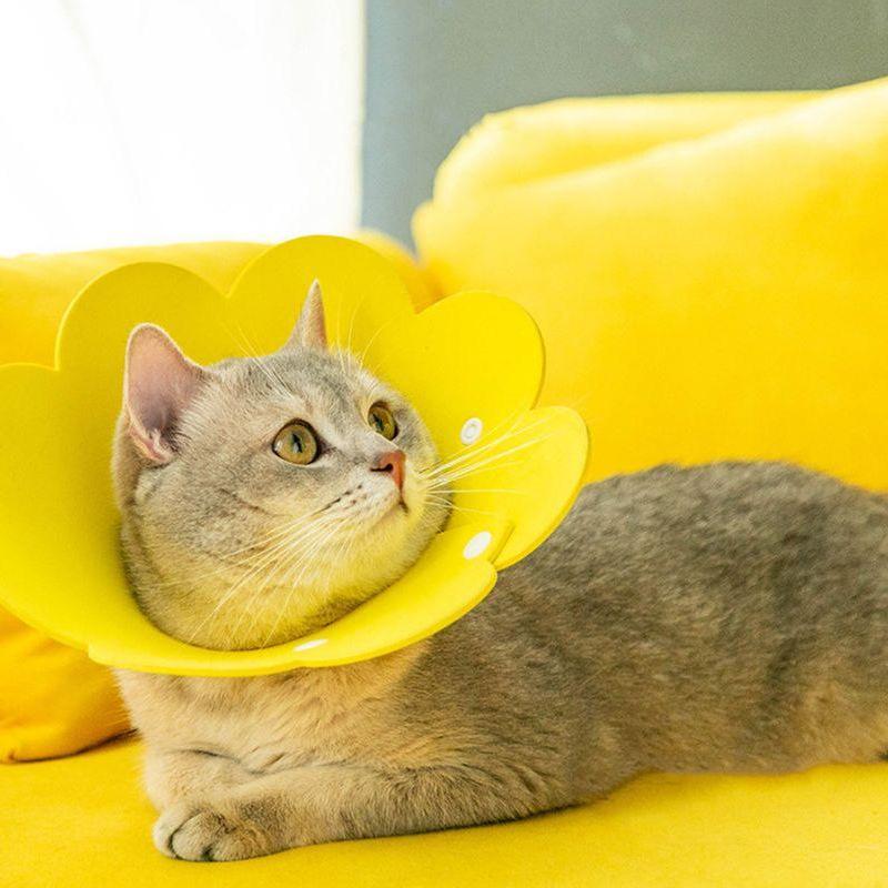 头罩