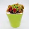 Planta-armadilha, Nepenthes, Planta Carnívora, Planta Repelente de Mosquitos, Planta Armadilha de Mosquitos, Planta Super Grande Capturadora de Insetos, Planta Divertida em Vaso
