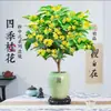 Mudas de Osmanthus de Quatro Estações em Vaso Osmanthus Dourado Árvore de Osmanthus Planta de Interior Enxertado Anão Florais Preciosos Florescendo em Todas as Estações