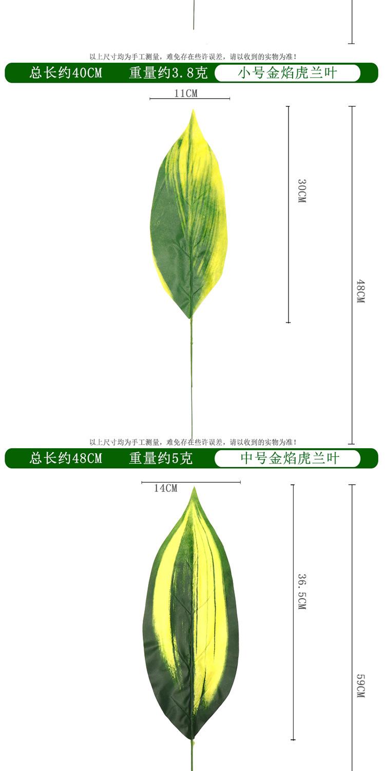 白玉虎兰叶单支_06.jpg
