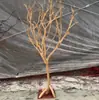 Decoración de Tronco de Árbol, Ramas Secas Peladas, Paisajismo, Troncos, Ramas Secas, Ramas Muertas, Adornos para Estantes, Ramas de Árbol con Estilo Artístico