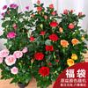 Plántulas de Rosas en Maceta con Capullos, Flores de Rosa Pequeñas en Maceta de Aroma Fuerte, Florales de Cuatro Estaciones, Florales de Interior