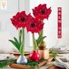 Dropshipping Bola de Cera de Amarilis Cera para Sellar Amarilis de Doble Pétalo Bulbo Planta en Maceta Floreciente Extra Grande Interior Balcón Persona Perezosa