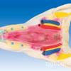 ZM1055 Modelo de Enseñanza Faríngeo Pared de la Garganta Músculo Modelo de Enseñanza Médica Garganta de Adulto Modelo de Patología Integral