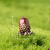 Micro-paisaje plantas suculentas jardinería decoración linda Ardilla nuez casa de pino Hoja de arce resina manualidades adornos