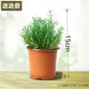 Menta en Maceta Menta Hidropónica Hojas de Menta Fresca Comestible Romero Plantas Repelentes de Mosquitos Plantas de Interior Verdes Florales Hierba Limón