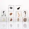 Artesanía Jingling Muestras Biológicas Acuáticas Conchas de Caracol Peces Camarones Cangrejos Regalos de Educación Científica Adornos de Resina Caja Sorpresa