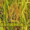 Novo Arroz 2024 Terraços de Guizhou Arroz de Grão Longo Aromático Arroz de Plantação Integral Não Polido Não Encerado Cultivado Próprio Arroz Macio 5 Libras 5kg