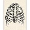 Pôster de Anatomia Humana AliExpress Núcleo de Lona Pintado por Spray Personalizado Versão em Inglês Musculoesquelético Educação Médica Pintura Decorativa