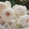 Bolero de una pieza para envío directo, plántulas de flor de rosa, plantas en maceta, florecen en todas las estaciones y son fragantes para balcón y patio, rosas de color rosa claro
