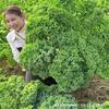 Semillas de col rizada, Semillas de col rizada, Campos en macetas de balcón, Fáciles de cultivar, Semillas de hortalizas resistentes al frío que se pueden sembrar en todas las estaciones