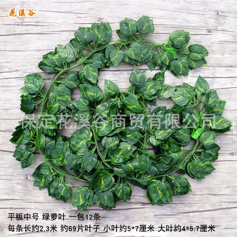 平板中号绿萝.jpg