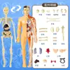 Ventas Directas de Fábrica Modelo del Cuerpo Humano Juguetes para Niños Ciencia Cognitiva Stem Rompecabezas Educativo Ensamblaje de Órganos Estructura Ósea del Esqueleto