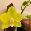 Planta de Phalaenopsis en Maceta con Vara Floral y Capullo Floral Flor Otoño e Invierno Orquídea para Sala de Estar Plántula Grande Planta de Interior Fácil de Mantener en Todas las Estaciones